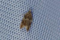 Epinotia abbreviana