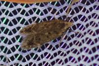 Bryotropha