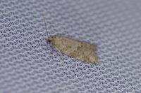Cnephasia