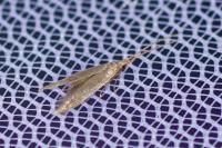 Coleophora