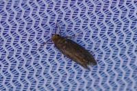 Cephimallota crassiflavella