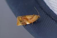 Ditula angustiorana