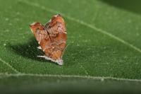 Choreutis nemorana