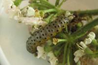 Depressaria radiella