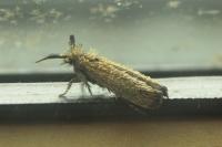 Ochsenheimeria taurella