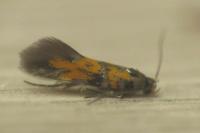 Chrysoesthia drurella