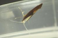 Argyresthia albistria