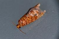 Lozotaeniodes formosana