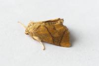 Apoda limacodes
