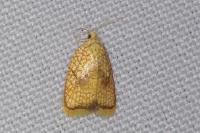 Acleris forsskaleana