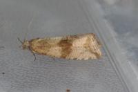Celypha striana