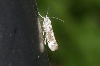 Yponomeuta irrorella