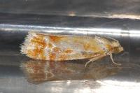 Rhyacionia buoliana