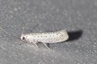 Yponomeuta evonymella