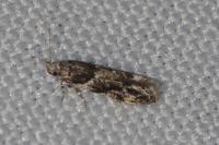 Recurvaria nanella