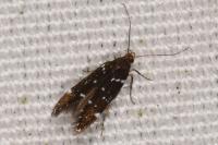 Argolamprotes micella