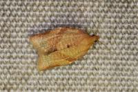 Clepsis consimilana