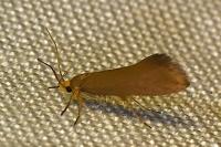 Crassa unitella