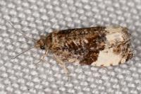 Hedya pruniana