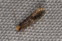 Monopis laevigella