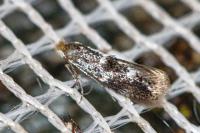 Bucculatrix cidarella