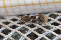 Bucculatrix cidarella