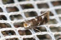 Bucculatrix cidarella