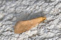 Crassa tinctella