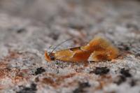 Epicallima formosella