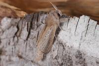 Phragmataecia castaneae