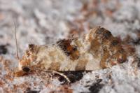 Neocochylis molliculana