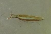 Pleurota aristella