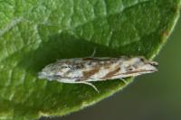 Thiodia citrana