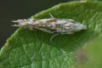 Thiodia citrana