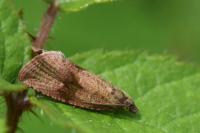 Celypha striana