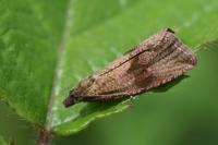 Celypha striana