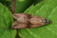 Celypha striana