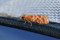 Rhyacionia pinicolana