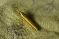 Pleurota aristella
