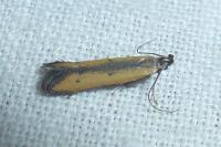 Mesophleps trinotella