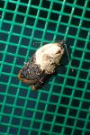 Acleris variegana