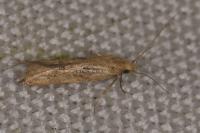 Sitotroga cerealella