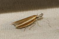 Pleurota aristella