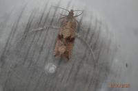 Celypha striana