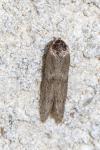 Blastobasis phycidella