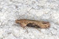 Scrobipalpa costella