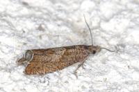 Dichrorampha acuminatana