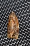 Ditula angustiorana