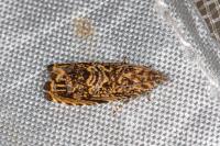 Enarmonia formosana