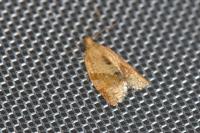 Clepsis consimilana